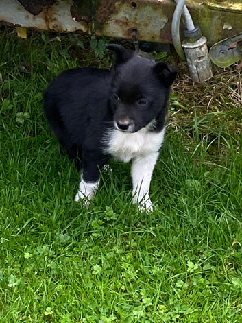 Border collie pup