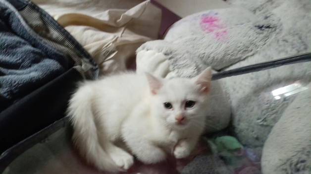 Angel