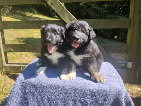 Traditional Border Collie Puppies