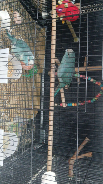 Blue Bonded Pair Kakarikis