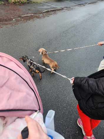 Female dachshund mom and daughter