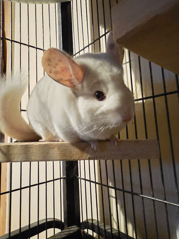 Beautiful friendly white girl chinchilla