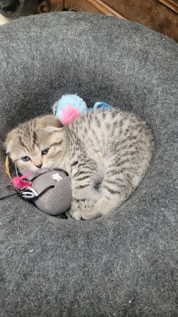 Scottish fold Girl