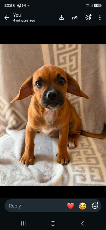 Mixed breed