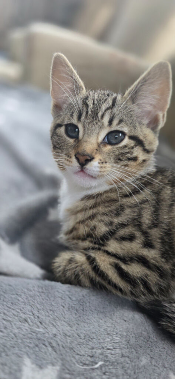 Half bengal female kitten