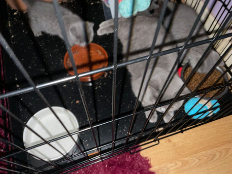 Beautiful British blue kitten for sale