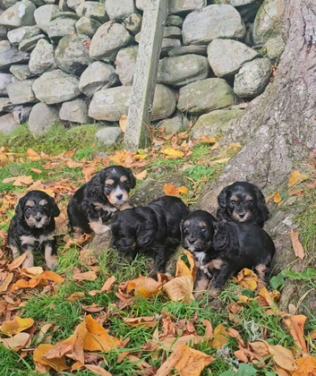 Beautiful Minature cavapoo puppies fully health tested
