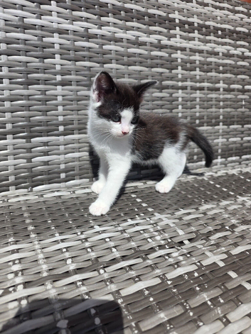2 female kittens