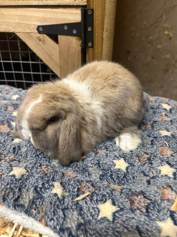 Mini lops