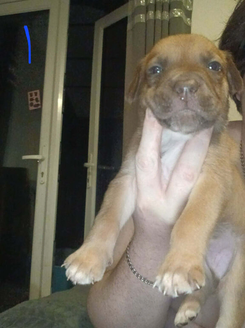 Staff x Belgium Malinois puppies