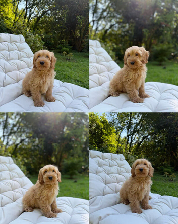 F2b cockapoo puppies