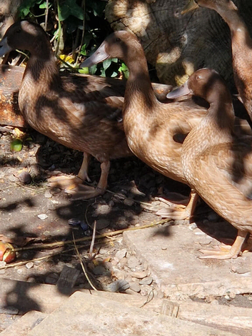 Khaki Campbell Ducks