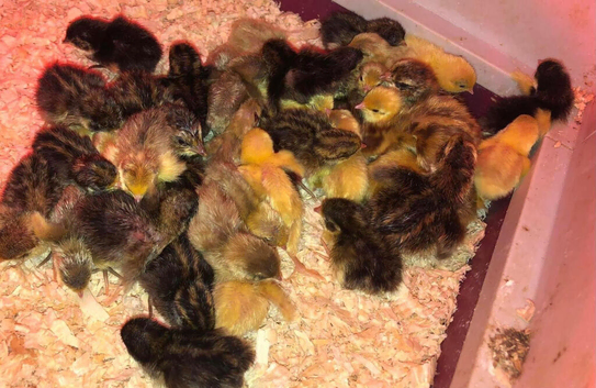 CHINESE PAINTED BUTTON QUAIL CHICKS !