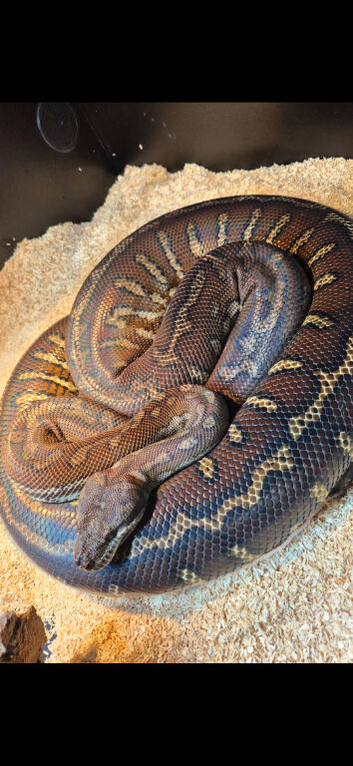 Bredli Pythons male and female