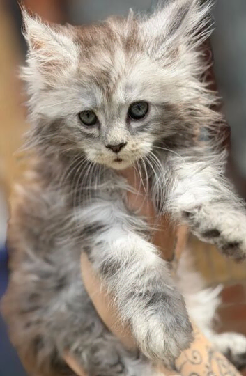 Gorgeous Maine Coon Kittens with cosy fur