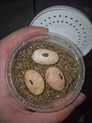 Bearded Dragon Fertile eggs