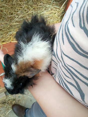 Baby male guinea pigs