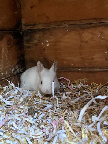 Beautiful lil bunnies