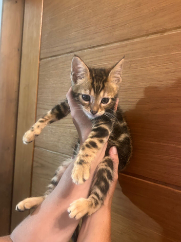 1 Male kitten remaining, half Bengal