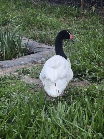 Black Neck Swan Male Available!