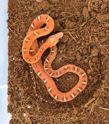 Amel scaleless corn snake