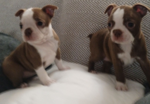 Gorgeous KC reg Boston terrier pups