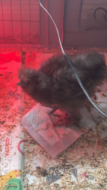 Silkie chicken male