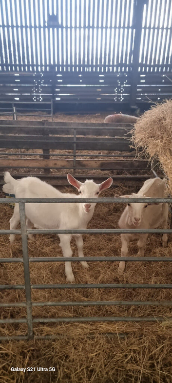 2x saanen x kids free to good home
