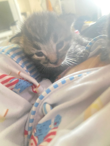 Tabby kittens