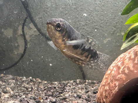 Tropical fish