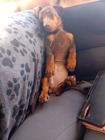 Brown boy dachshund