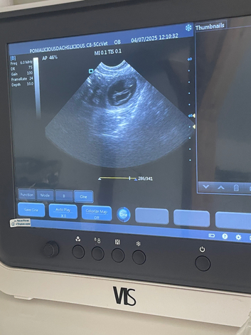 Canine ultrasound scanning