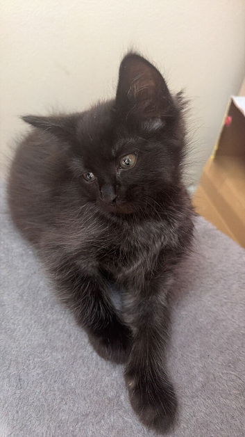 Ragdoll cross kittens