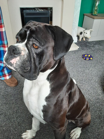 Male Boxer (intact) for sale