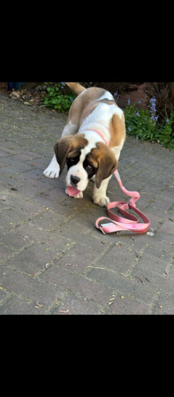 Beautiful saint bernard puppies ready now