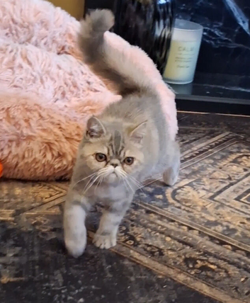 Stunning exotic/persian kittens