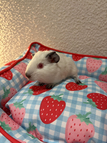 Two 6 weeks old guinea pigs males
