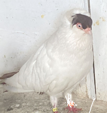 German helmet pigeon