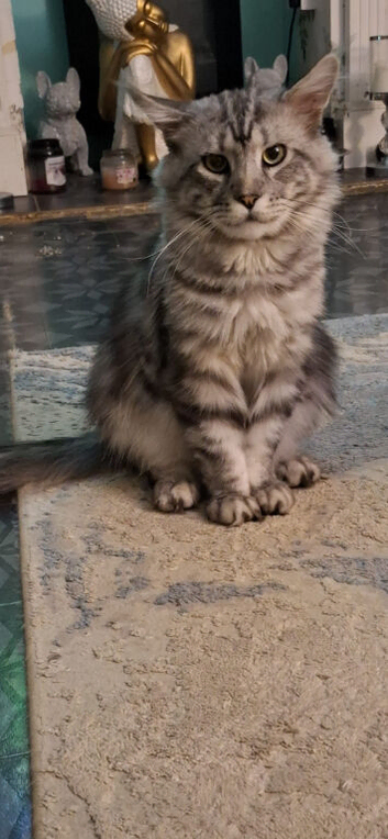 At stud silver tabby  not for sale