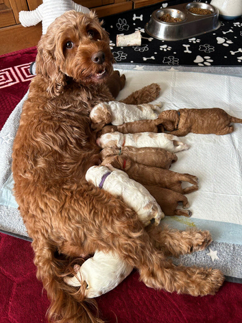 Cavapoo puppies for sale