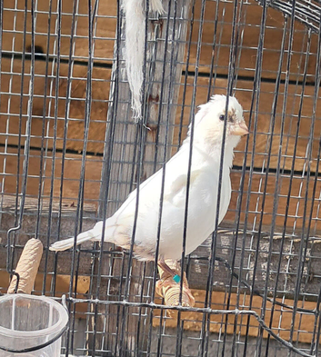 Fife canaries