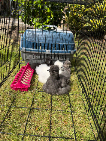 4 chickens