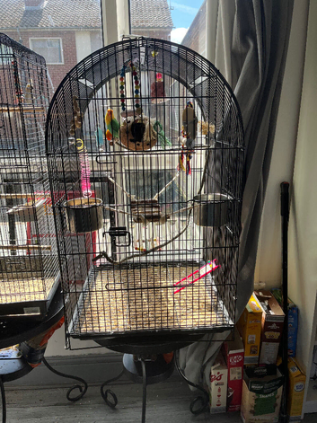 2 love birds