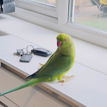 Stunning young Indian ringnick parrot