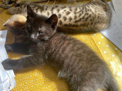 boy bengal kitten ready now