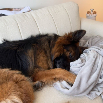 24 Months Old GSD Male