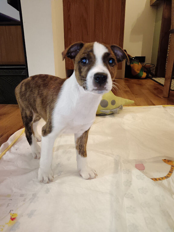 Staffy x Plummer Terrier boy