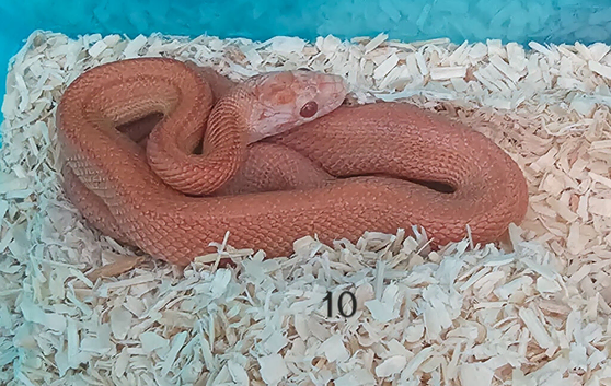Stunning Corn Snake Hatchlings