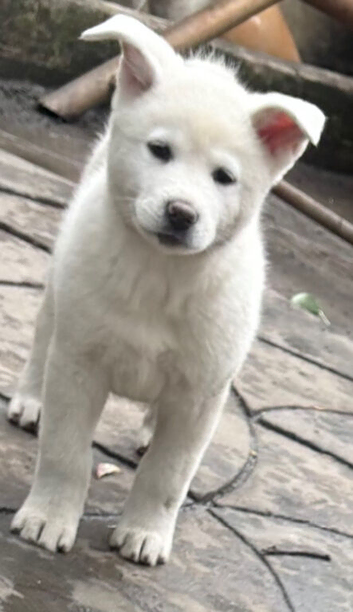 Japanese Akita Puppies