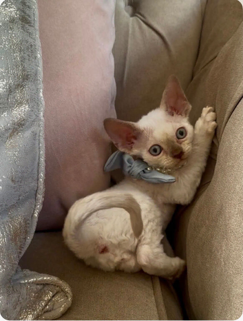 GCCF Devon Rex Kittens